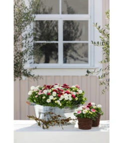 Zink-Wanne Mit Holzgriffen, Rund, Silber -Garten Moebel Haus Geschaft 323683 323717 WE MO 002 ZinkWannemitHolzgriffenrundsilber